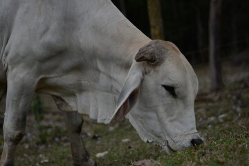 Vacas gaiball./ Viota