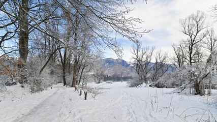 Paesaggio invernale del sentiero nel bosco 