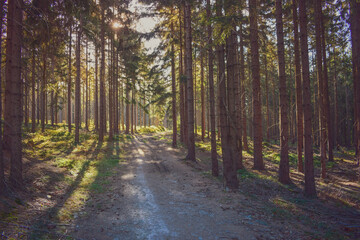 Fototapeta na wymiar Forest path with background light