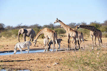 Girafs, elephants and zebras at the waterhole of Namutomi Camp in Etosha.