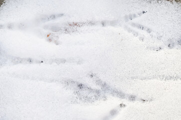 Fototapeta na wymiar Top view of bird tracks on snow