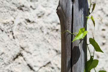 UMA TREPADEIRA EM UM TROCO.