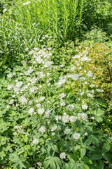Astrantia major 'Shaggy' Weiße Sterndolde Blüte