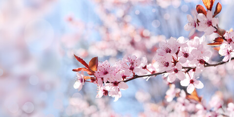 Blossom tree over nature background. Spring flowers. Spring Background.
