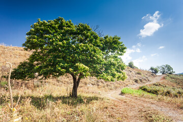 Chestnut tree in arid climate of Calabria - 409483315