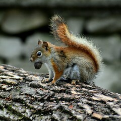squirrel on a tree