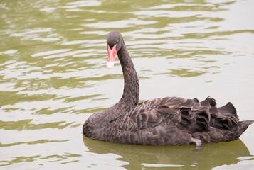 Naklejka premium Black swan
