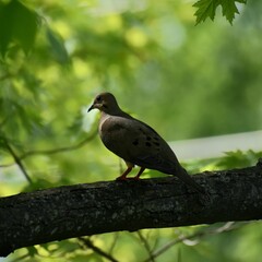Dove resting in ahade