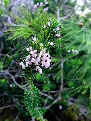 Erica multiflora. A species of flowering plant in the family Ericaceae. It is native to the Mediterranean Basin.