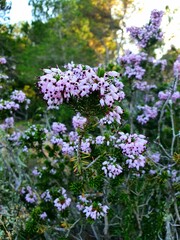 Erica multiflora. A species of flowering plant in the family Ericaceae. It is native to the Mediterranean Basin.
