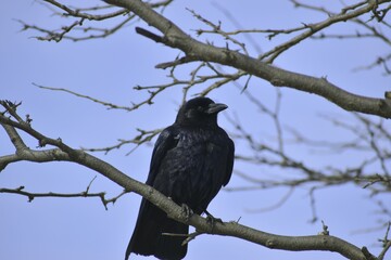 crow on tree
