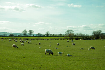 Fototapeta premium sheep on a meadow