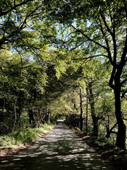 Shaded Tree lined road in Connemara