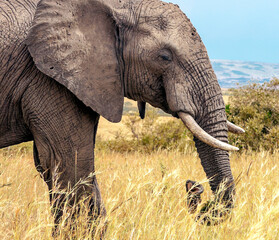 Naklejka premium Kenyan elephant