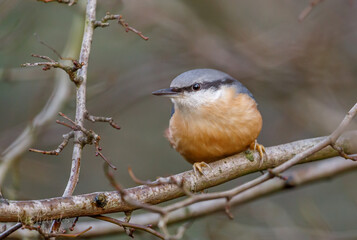 Red Breasted Nuthatch
