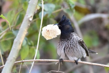 Red-vented Bulbul holding a piece of bread