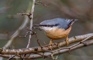 Red Breasted Nuthatch