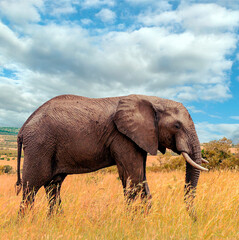 Naklejka na ściany i meble Kenyan elephant