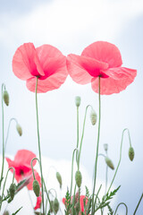 Poppies in the foreground and blue sky with clouds in the background.Minimalist nature concept. Pastel colors.