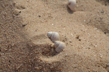 shell on the sand