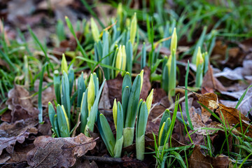 Green Daffodil Shoots in Winter