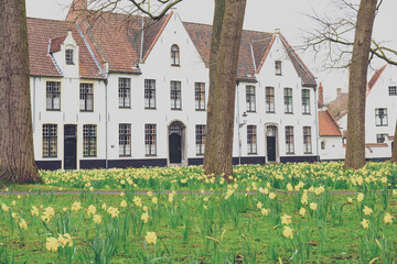Bruges Beguinage with its colorful tulip fields and houses. Belgium.