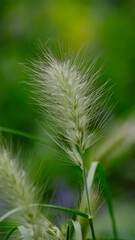 wheat close up