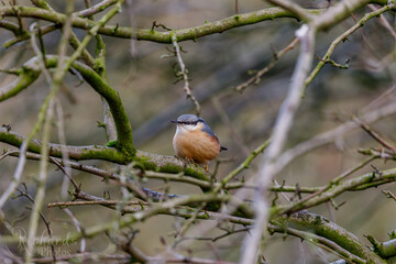 Red Breasted Nuthatch