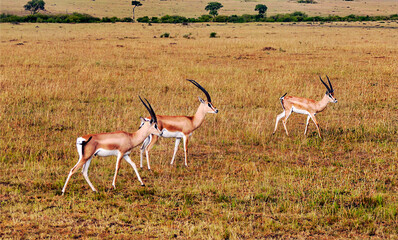 African impala