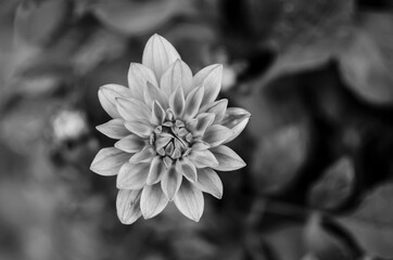 black and white flower