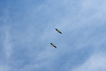 Blue sky and white clouds with storks and shadoofs. Birds are flying in the clear sky
