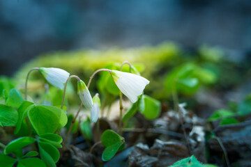 Beautiful wood sorrel flowers blooming on a forest ground. White oxalis flowers in spring. Wood sorrel in natural habitat in Northern Europe.