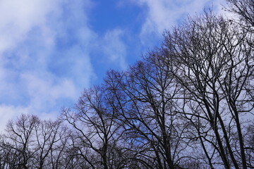 Schneebedeckte Bäume, blauer Himmel, Wolken und Sonnenschein