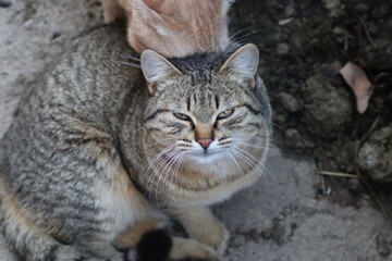 the cat is sitting outside