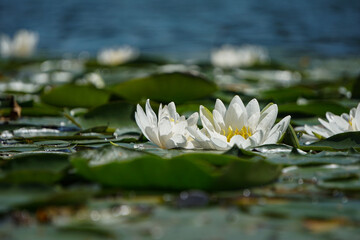 a water lily on a lake