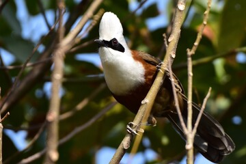 White-crested Laughingthrush perched on tree