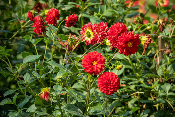 Obraz premium red and yellow flowers