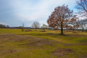Heather and trees in heathland Tafelbergheide in cloudy sunlight in winter