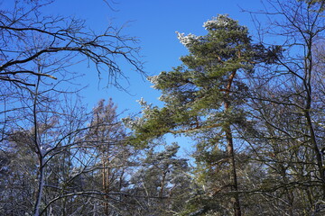 Sonnige winterliche Waldlandschaft mit Schnee und blauem Himmel