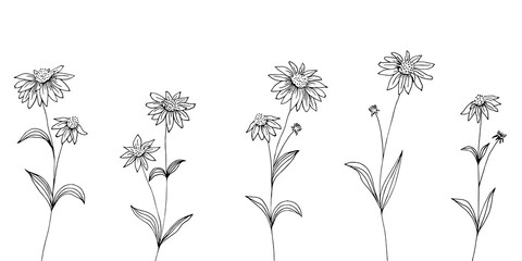 Hand drawn set of echinacea flowers. Flowers and leaves. Medicinal plant, herbal tea ingredient.