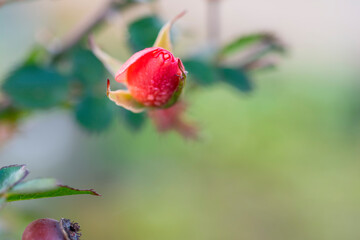 Fiori Macro in natura