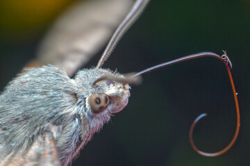 Stowaway © RaKu