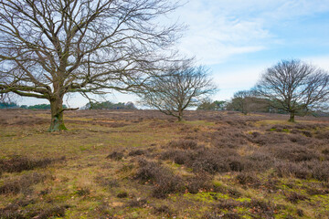 Heather and trees in heathland Tafelbergheide in cloudy sunlight in winter