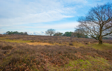 Heather and trees in heathland Tafelbergheide in cloudy sunlight in winter