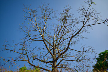 A dried up tree with blue sky behind and green leaves in winter season