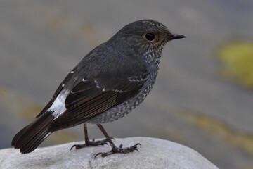 Plumbeous Redstart female