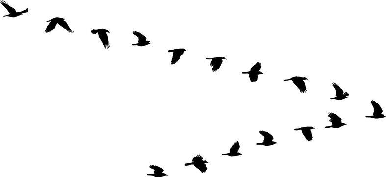 isolated V formation of birds