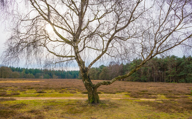 Heather and trees in heathland Tafelbergheide in cloudy sunlight in winter