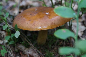 brown cap from wet fungus