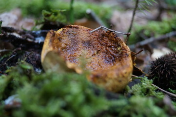 I got an unknown mushroom out of the ground